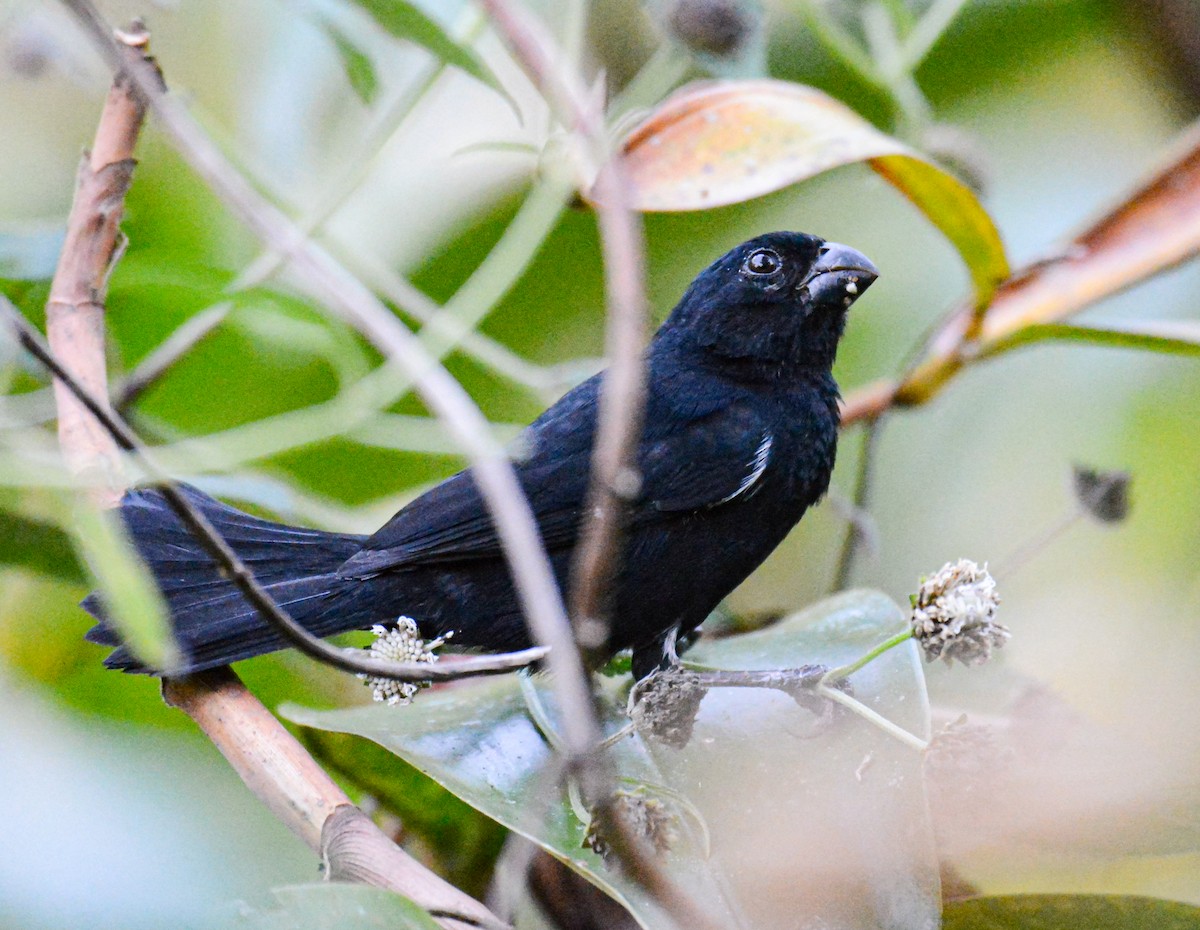 Variable Seedeater - ML616489071
