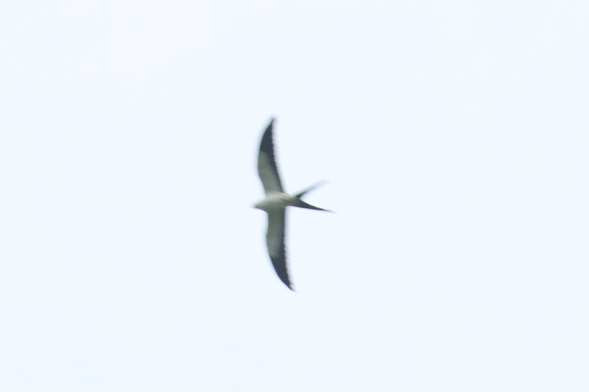 Swallow-tailed Kite - ML616489082