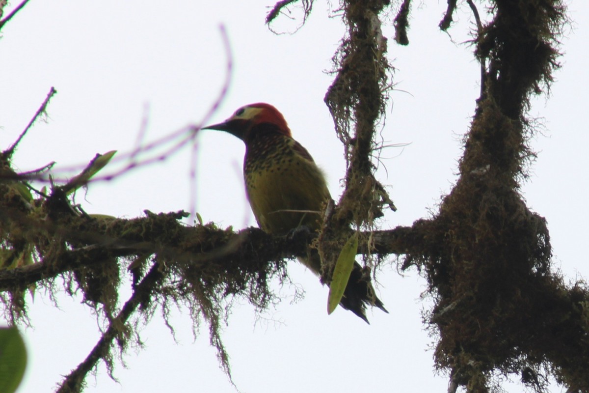 Crimson-mantled Woodpecker - ML616489125
