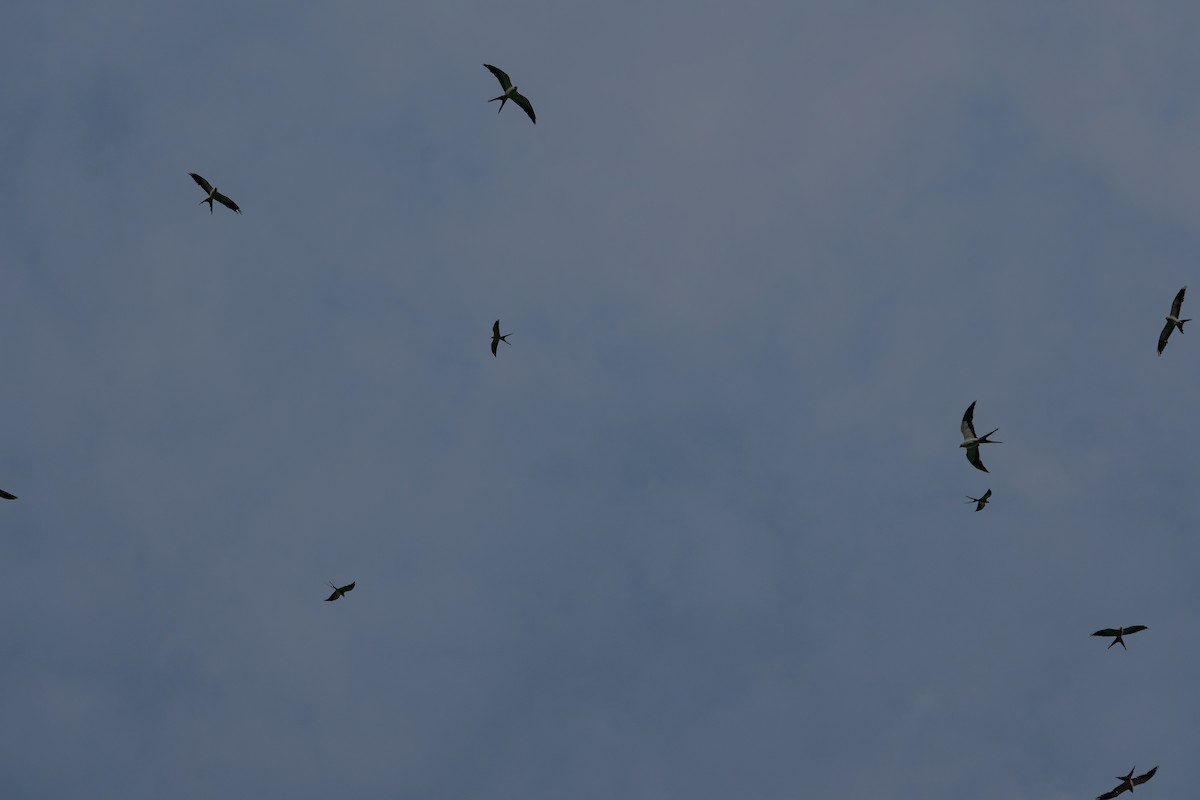 Swallow-tailed Kite - ML616489294