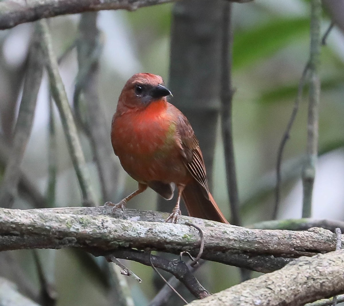Red-throated Ant-Tanager - ML616489298
