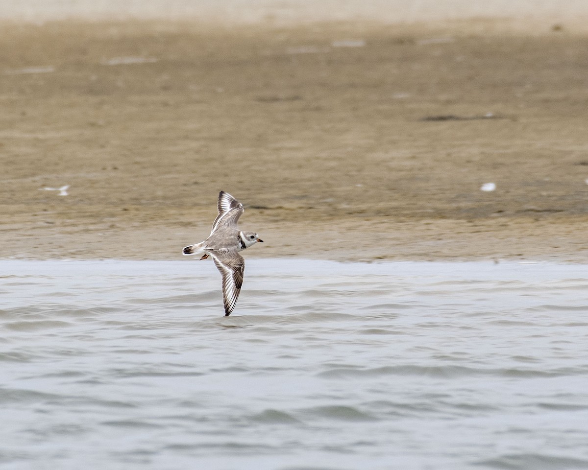 Piping Plover - ML616489445