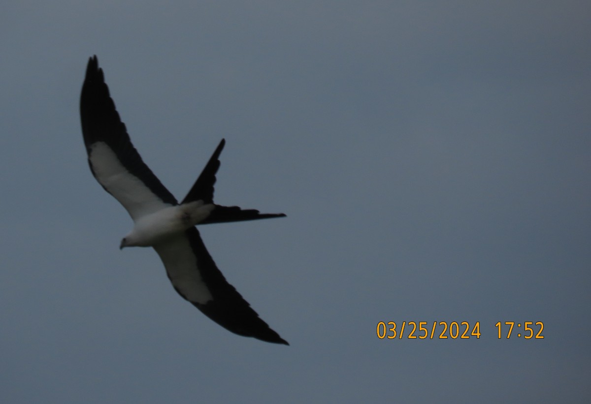 Swallow-tailed Kite - ML616489560