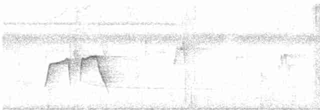 Weißflecken-Ameisenwächter - ML616489655