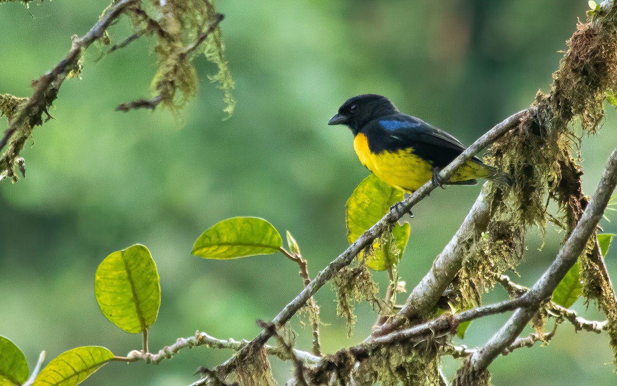 Black-and-gold Tanager - ML616489660