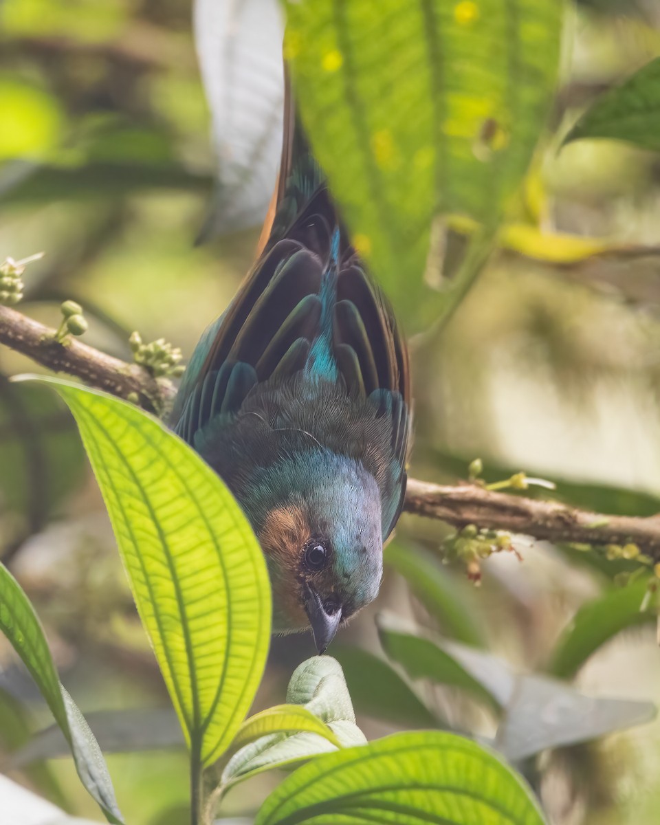Rufous-cheeked Tanager - Jhonathan Miranda - Wandering Venezuela Birding Expeditions