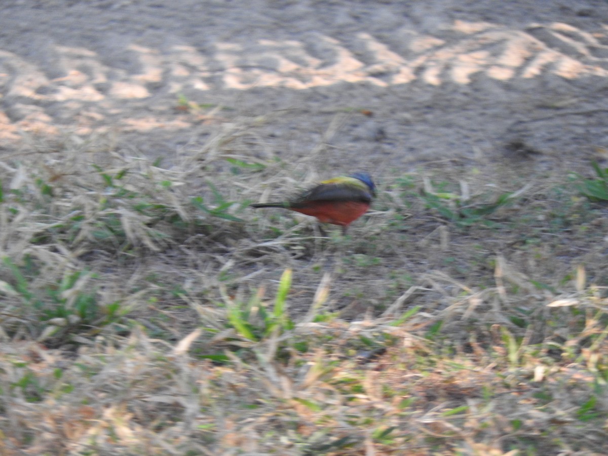 Painted Bunting - ML616489899