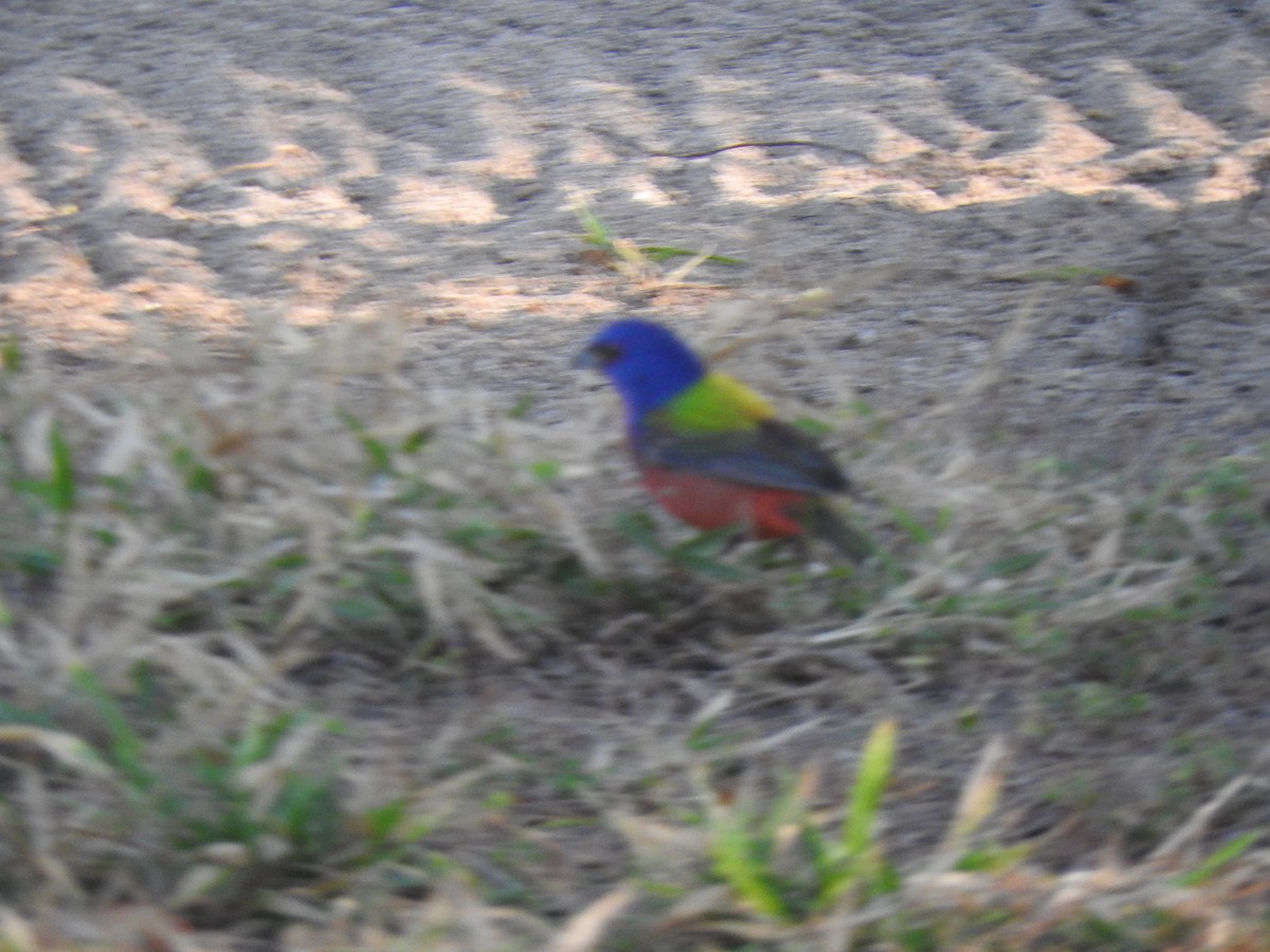 Painted Bunting - ML616489901