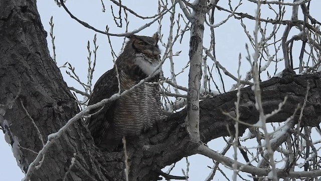 Great Horned Owl - ML616489912