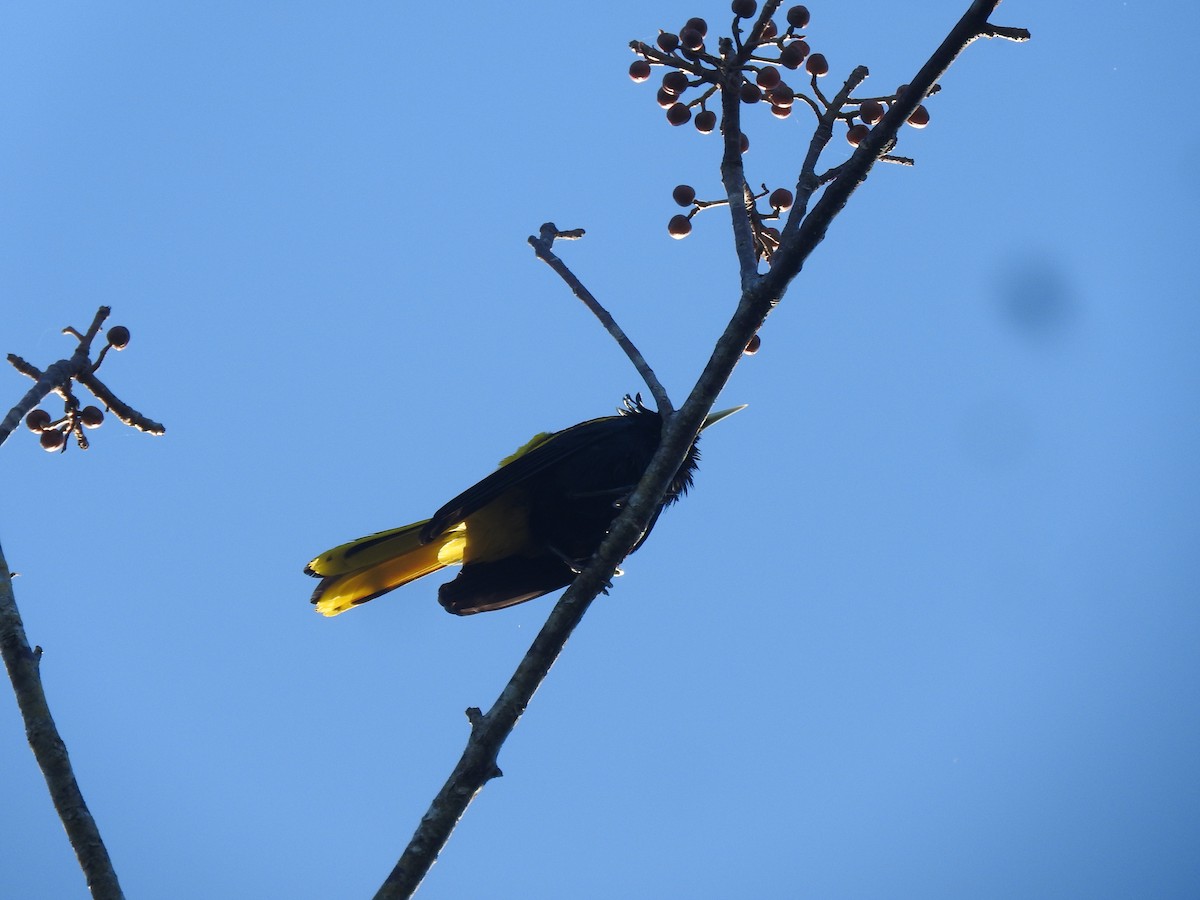 Yellow-winged Cacique - Luis  Morales