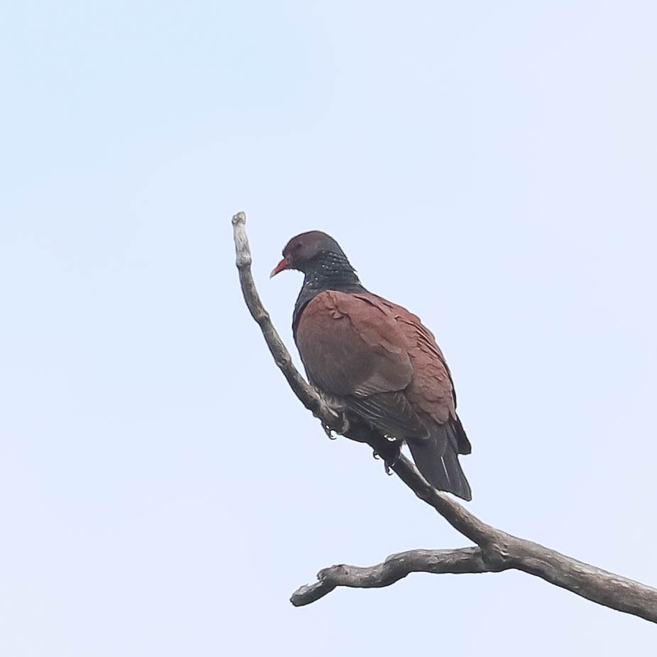 Scaled Pigeon - ML616489964