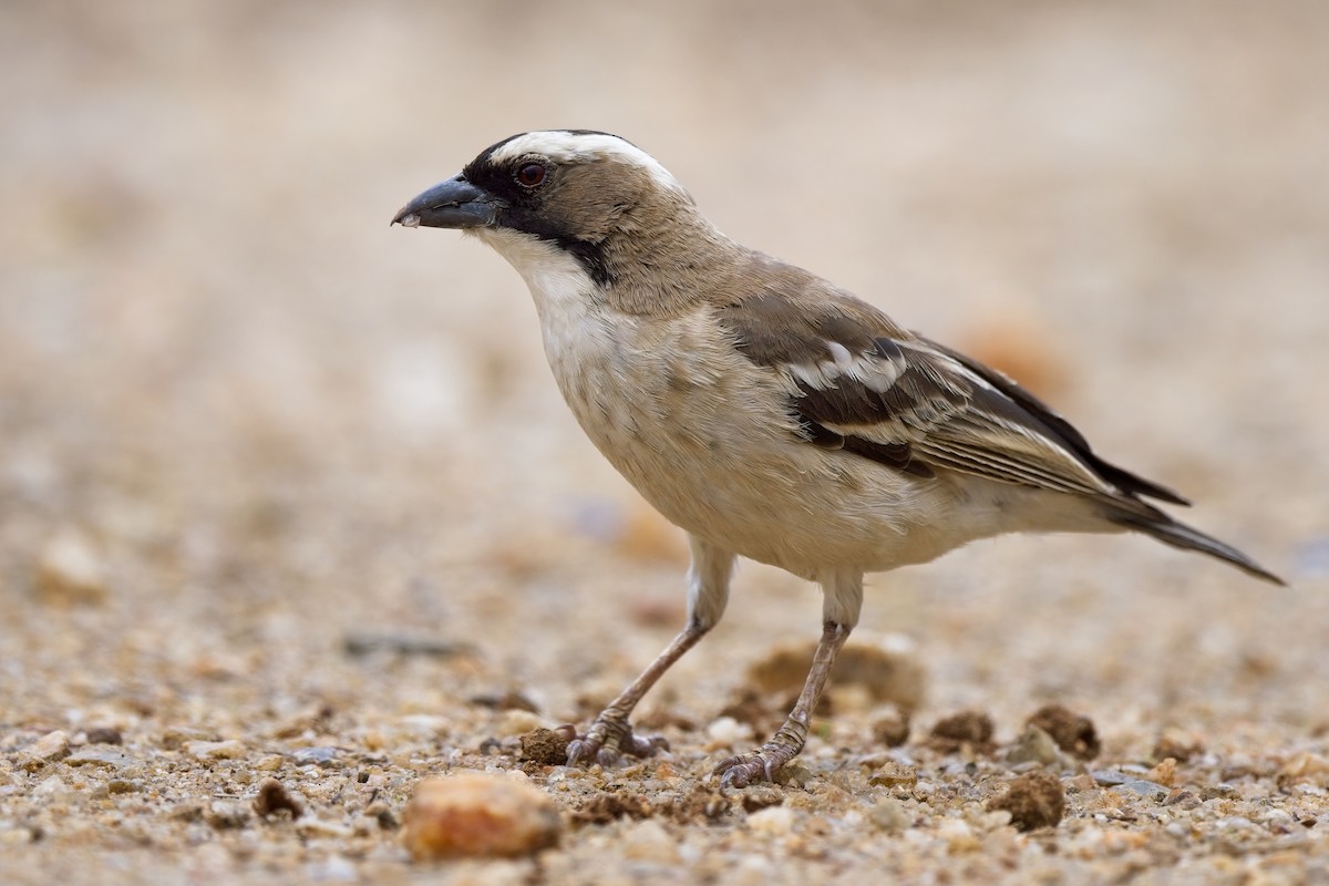 White-browed Sparrow-Weaver - Paul McDonald
