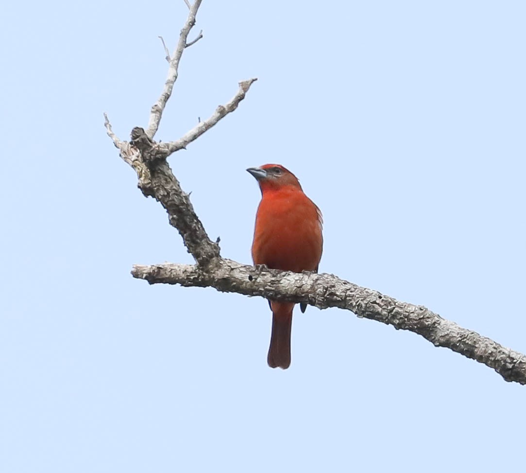 Hepatic Tanager - ML616490081