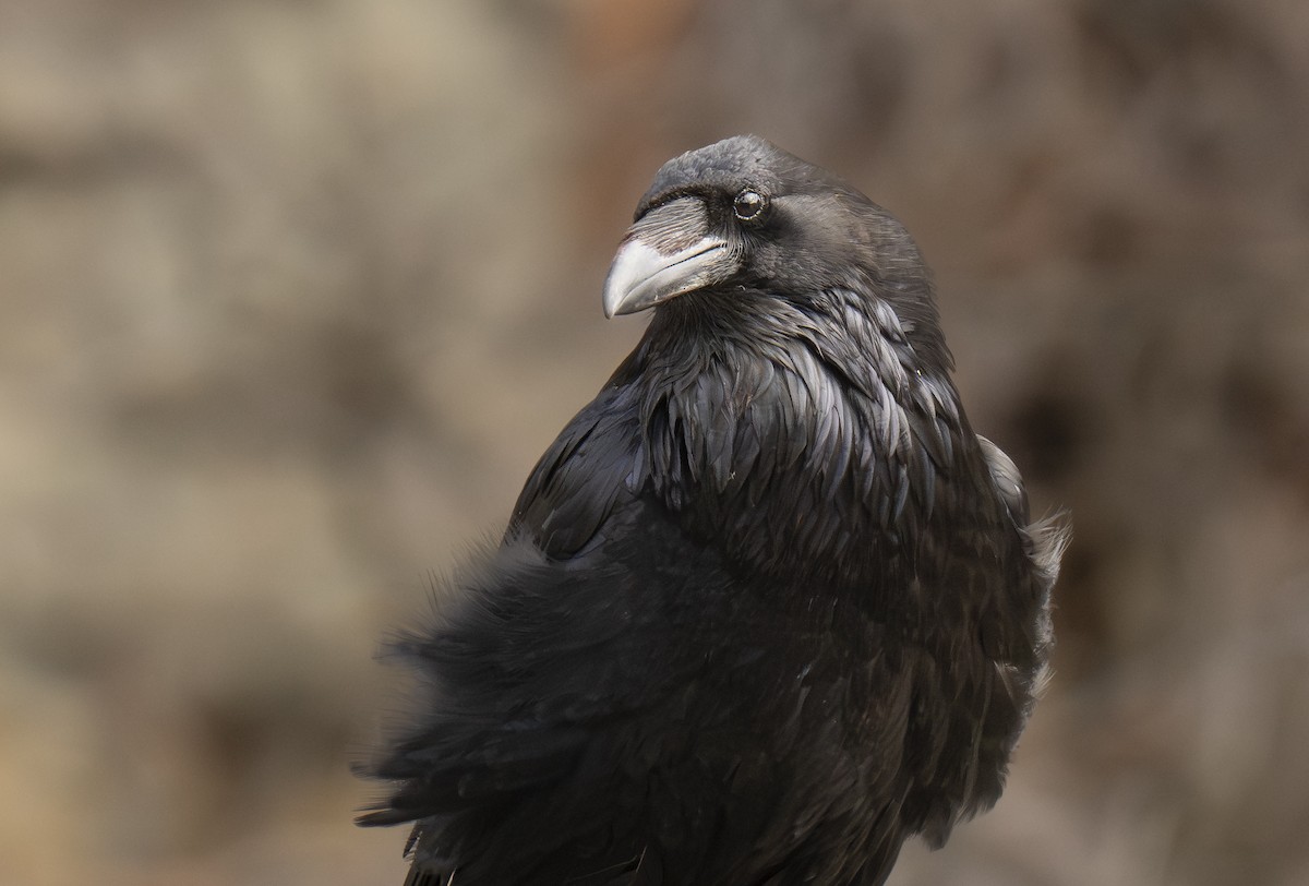 Common Raven - Ian Routley