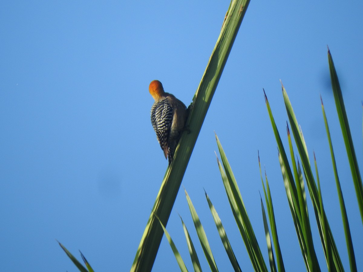 Golden-cheeked Woodpecker - ML616490168