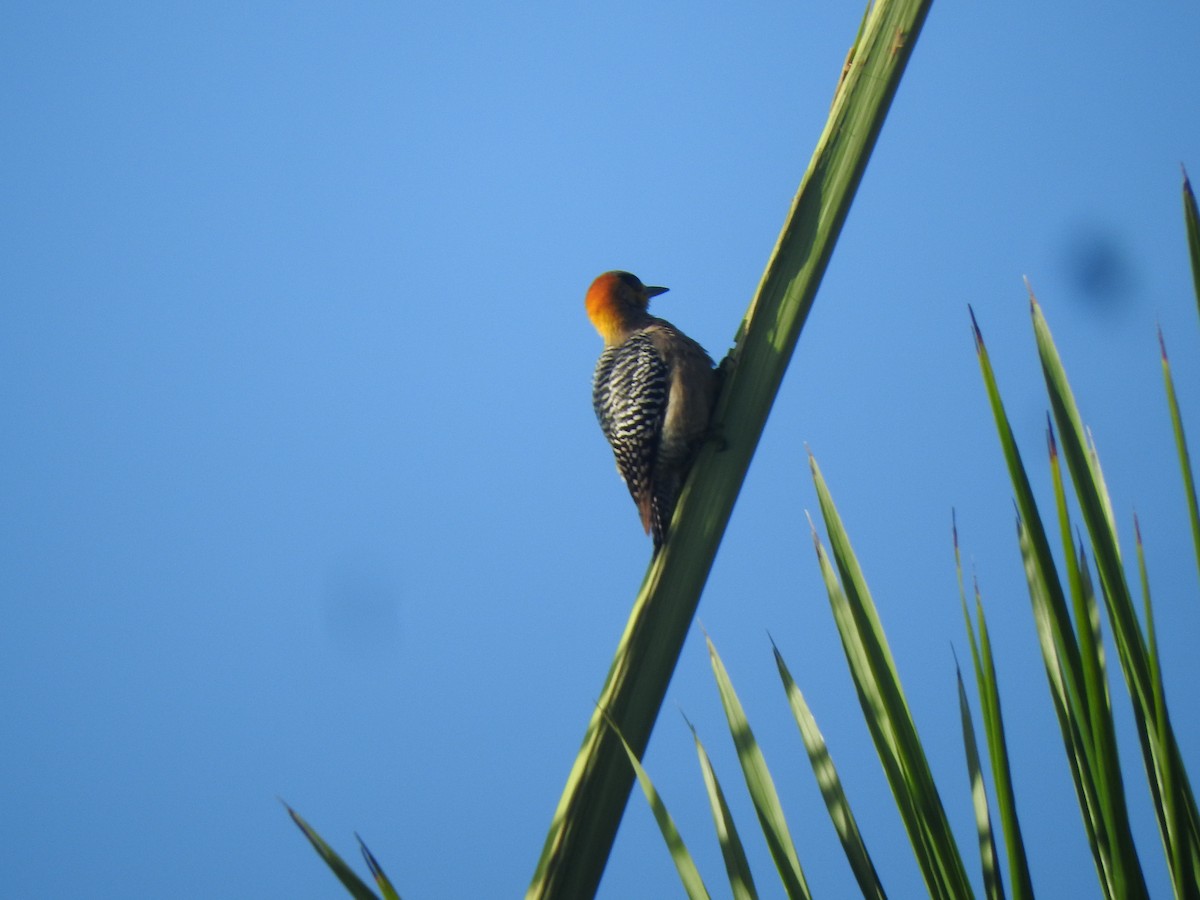 Golden-cheeked Woodpecker - ML616490169