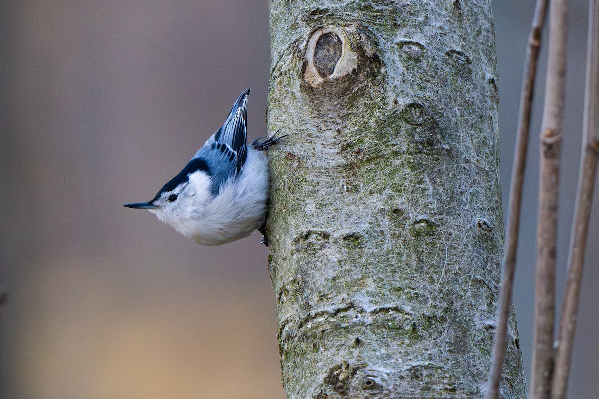 White-breasted Nuthatch - ML616490170