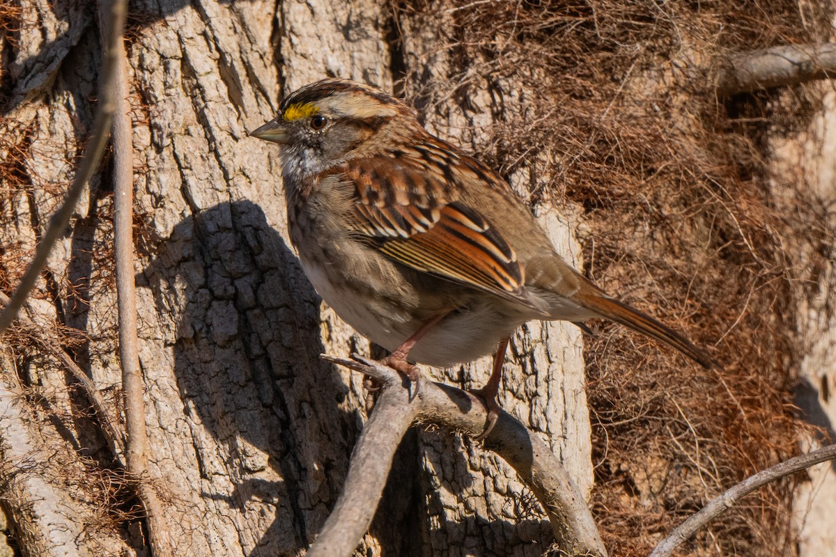 White-throated Sparrow - Richard Leonard