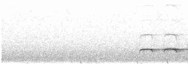 Weißbinden-Ameisenvogel - ML616490271