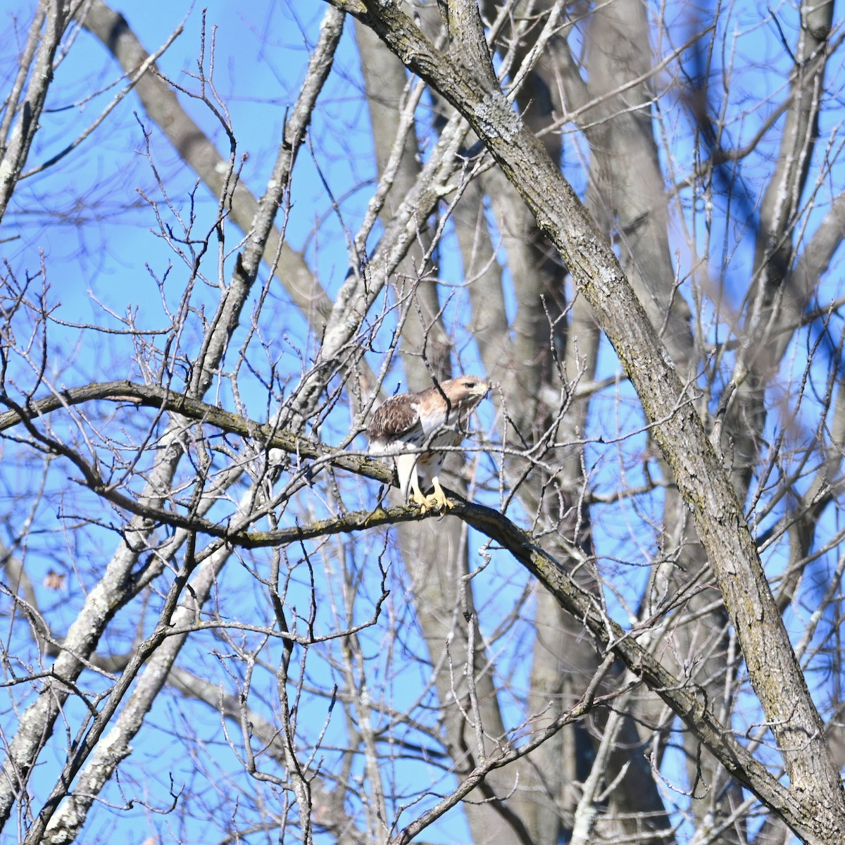 Red-tailed Hawk - ML616490413