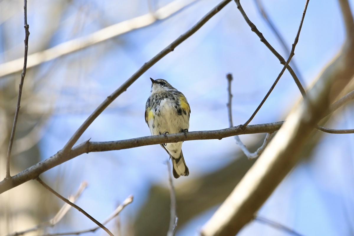 Yellow-rumped Warbler (Myrtle) - Justin Riley
