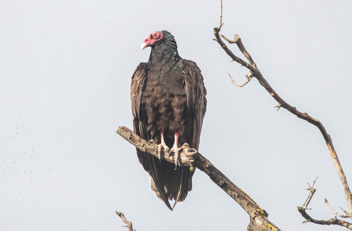 Turkey Vulture - ML616490555