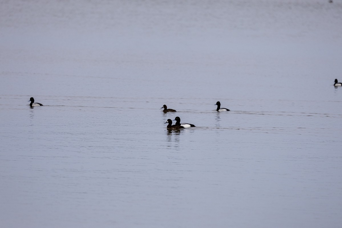 Greater/Lesser Scaup - ML616490573