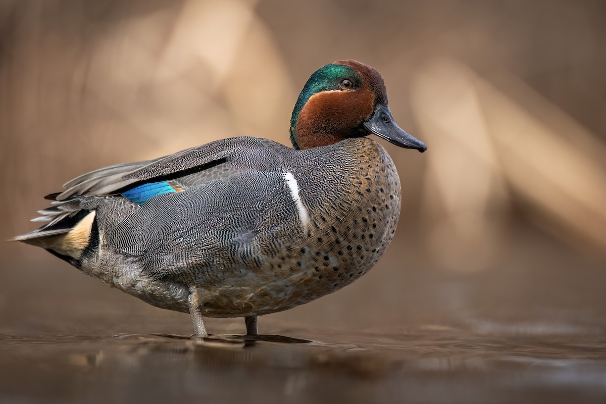 Green-winged Teal - ML616490615