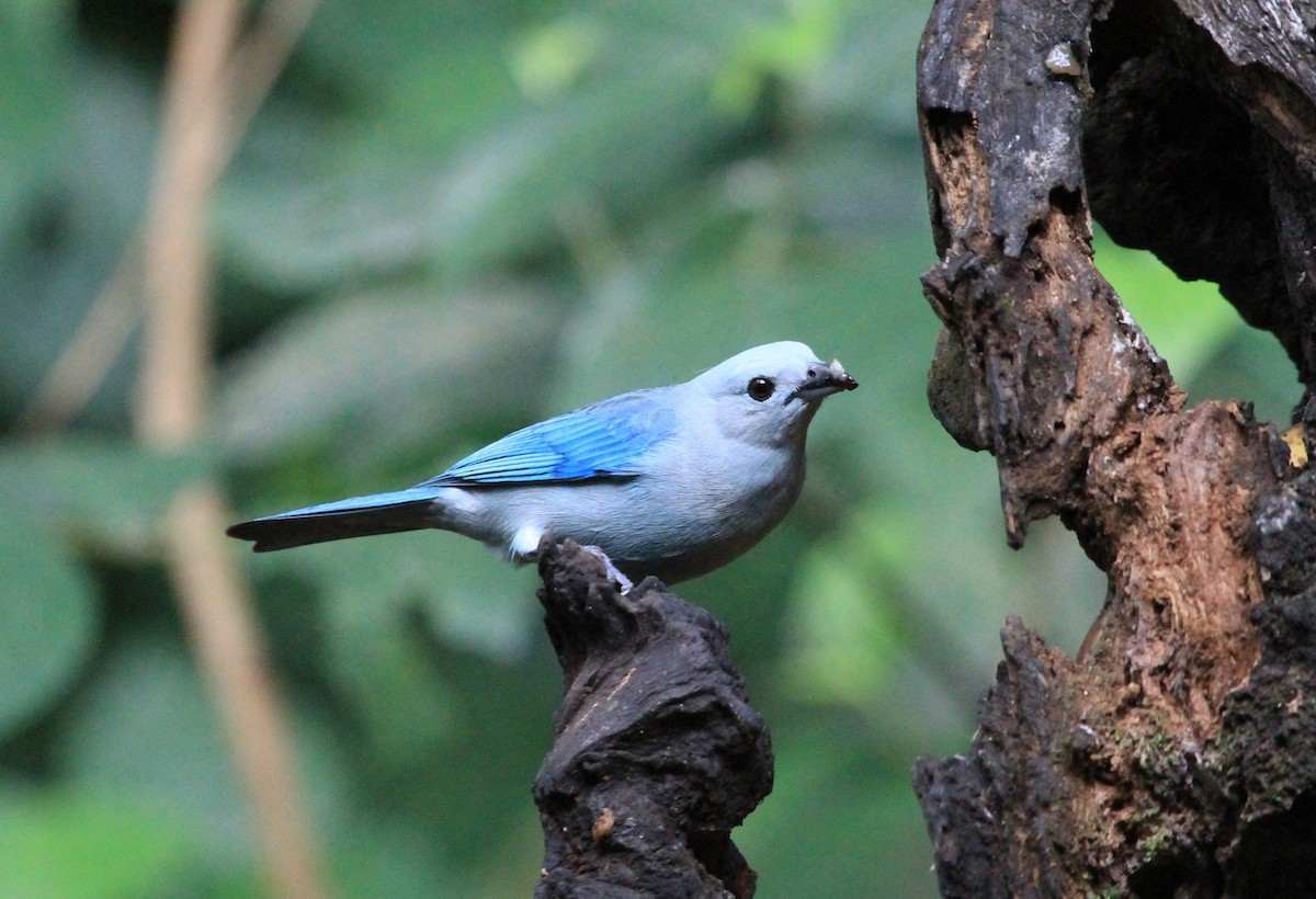 Blue-gray Tanager - ML616490697