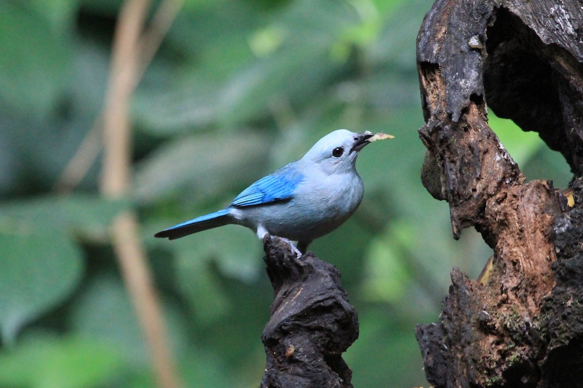 Blue-gray Tanager - ML616490698