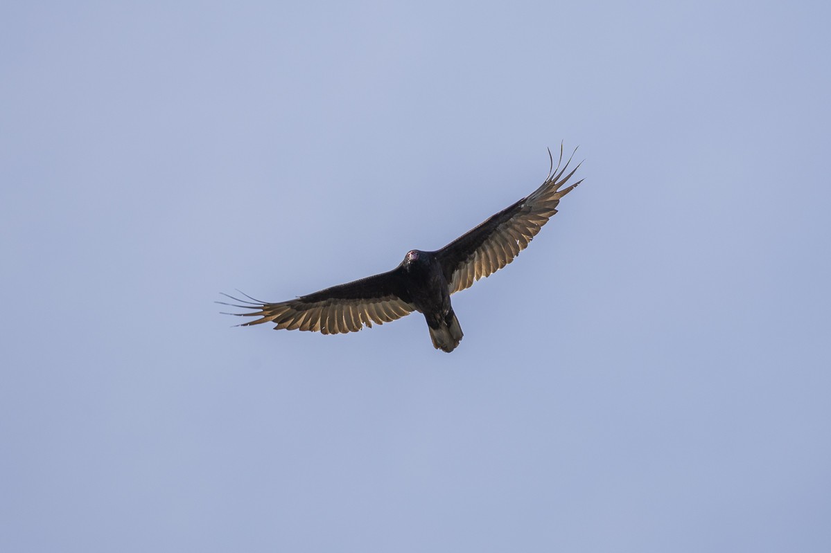 Turkey Vulture - ML616490721