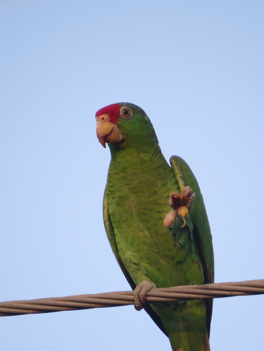 Red-crowned Parrot - ML616490926