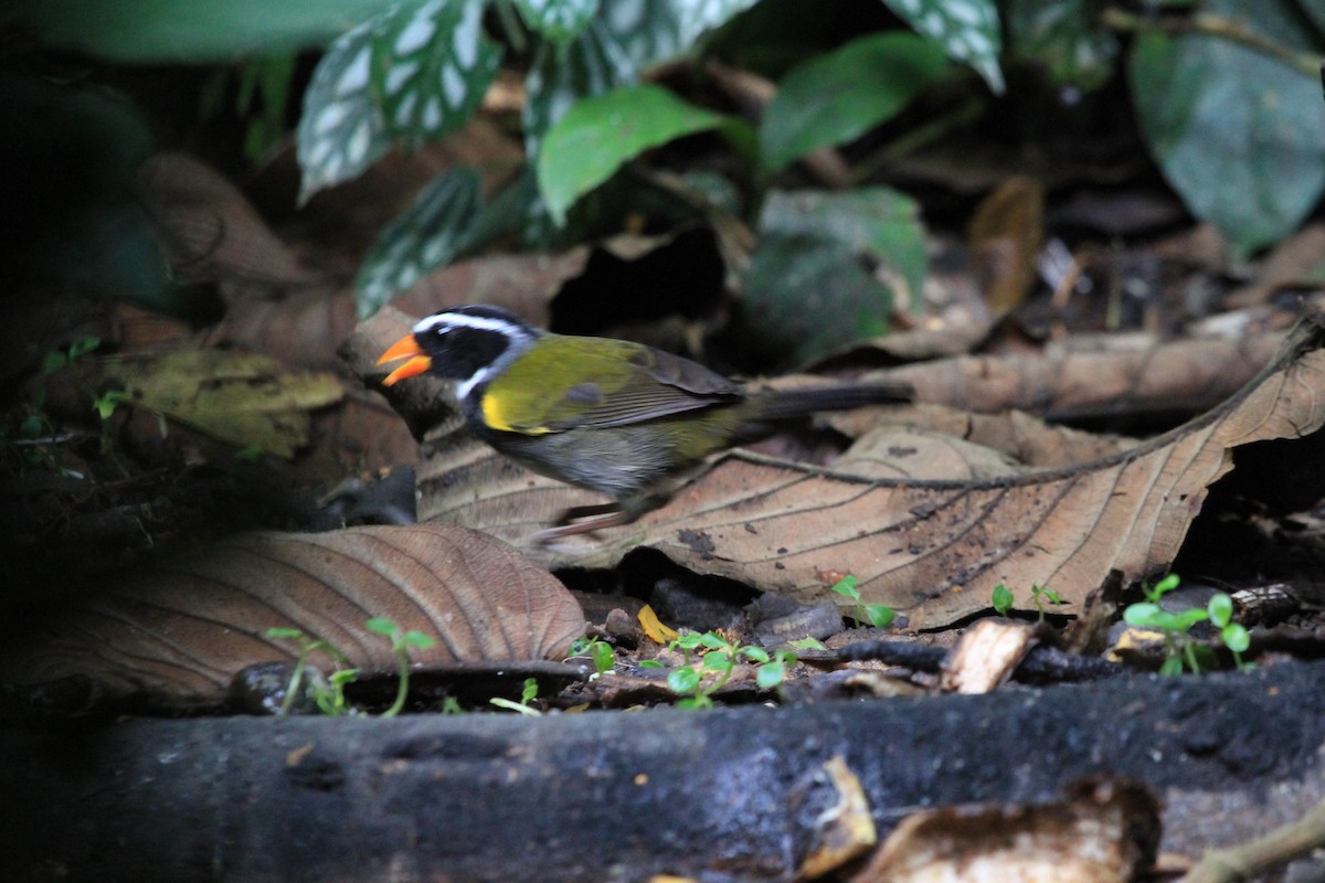 Orange-billed Sparrow - Kent Forward