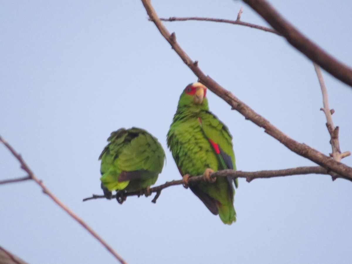 White-fronted Parrot - ML616490969