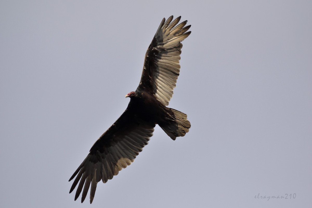 Turkey Vulture - ML61649101