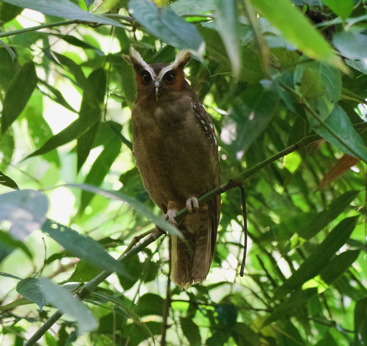 Crested Owl - ML616491017