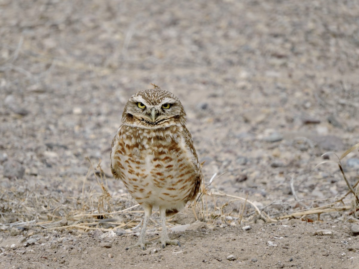 Burrowing Owl - ML616491088