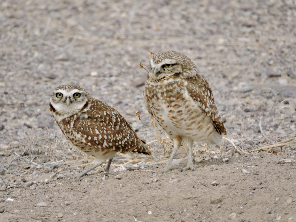 Burrowing Owl - ML616491091