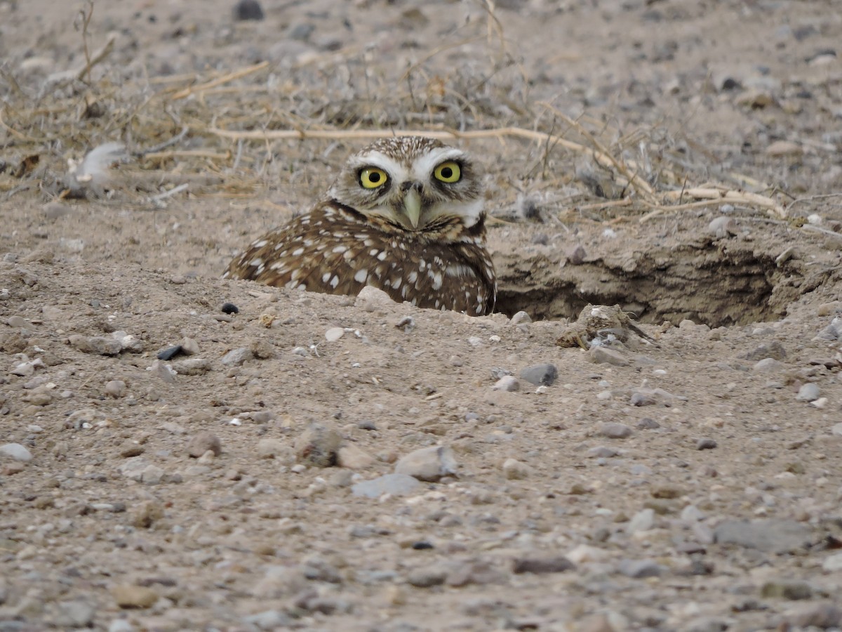 Burrowing Owl - ML616491093