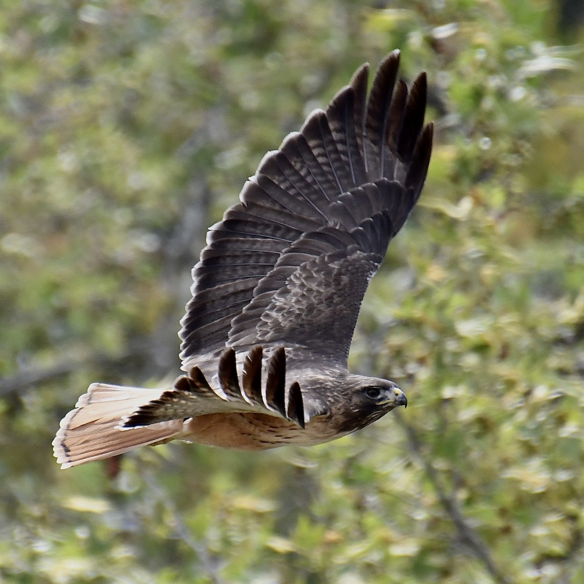 Red-tailed Hawk - Paul Clarke