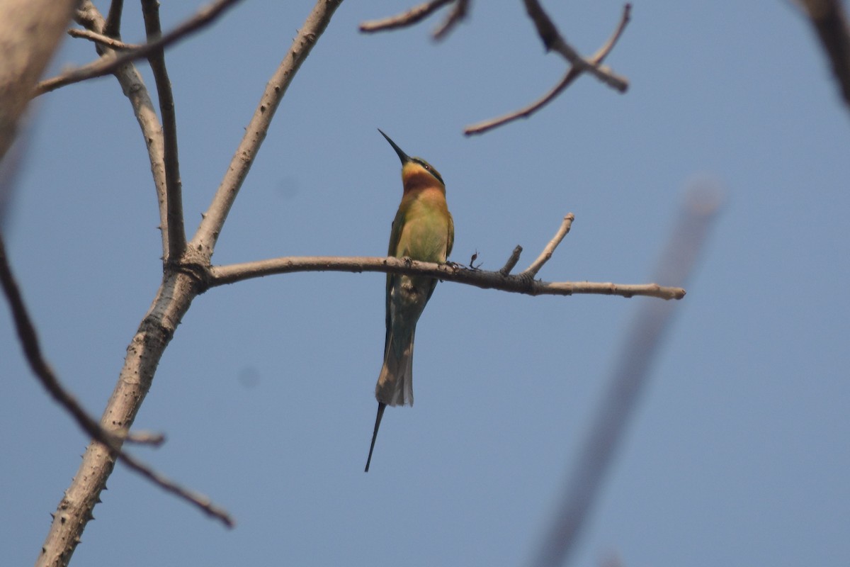 Chestnut-headed Bee-eater - ML616491157