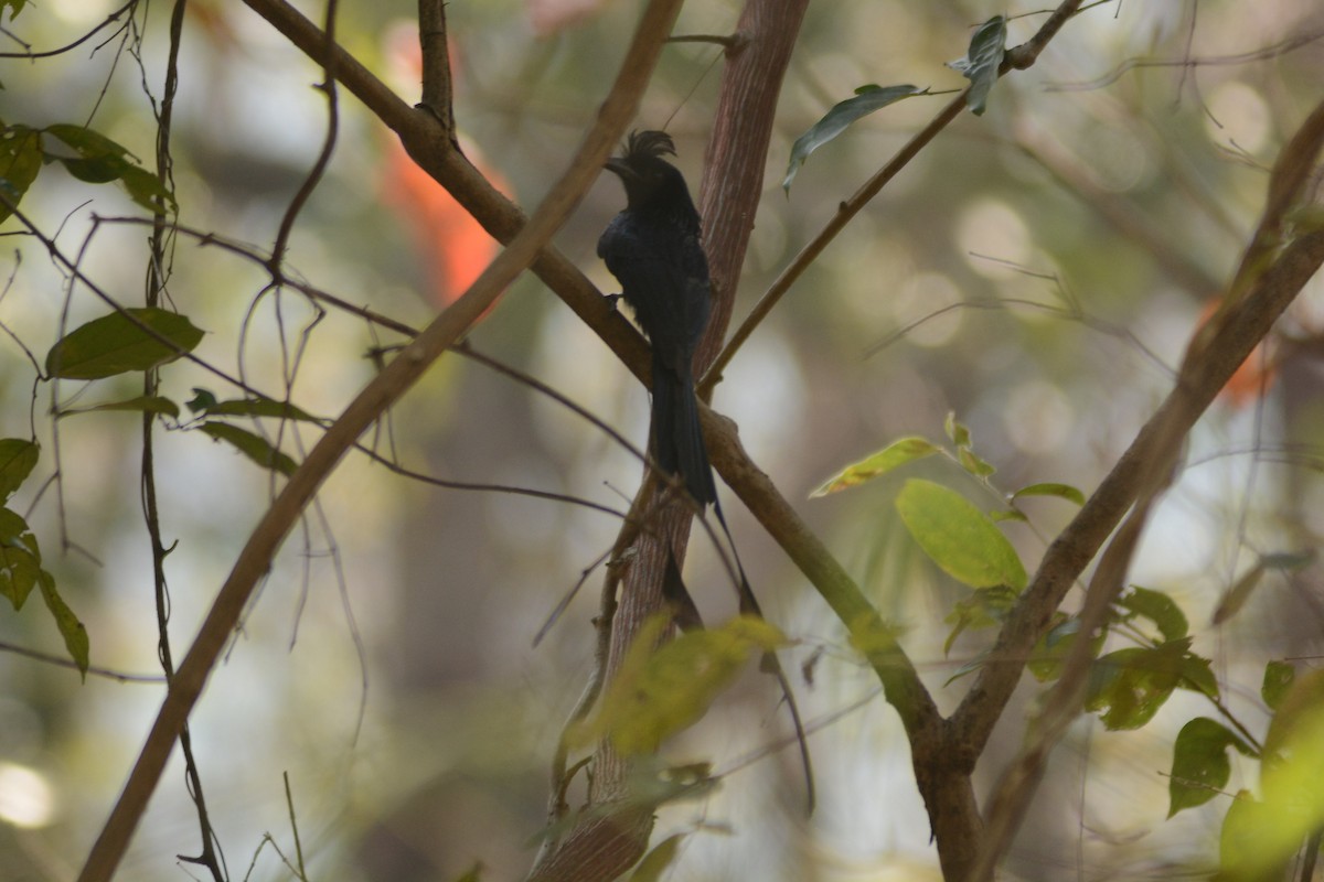 Greater Racket-tailed Drongo - ML616491209