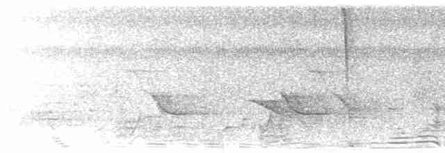 Grünbrust-Mangokolibri - ML616491223