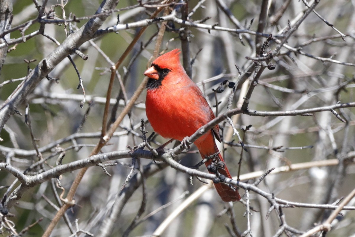 Cardinal rouge - ML616491502