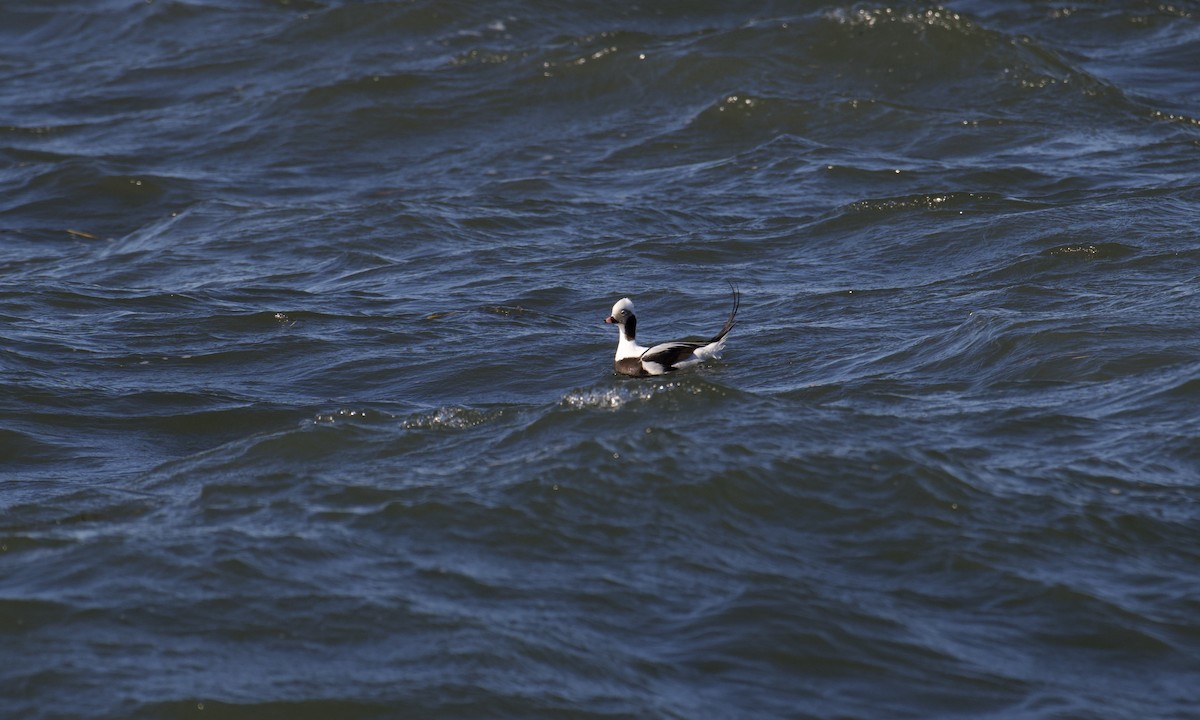 Long-tailed Duck - ML616491525