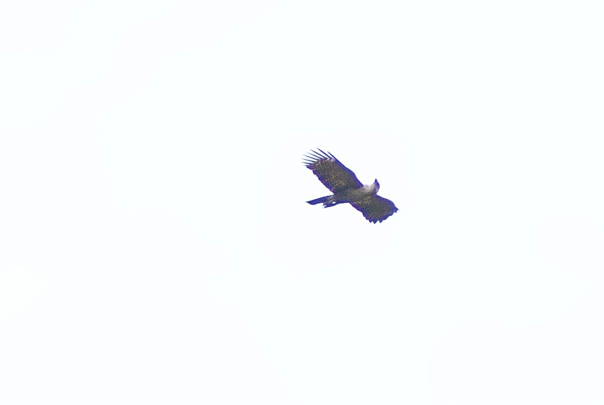 Philippine Hawk-Eagle - ML616491574