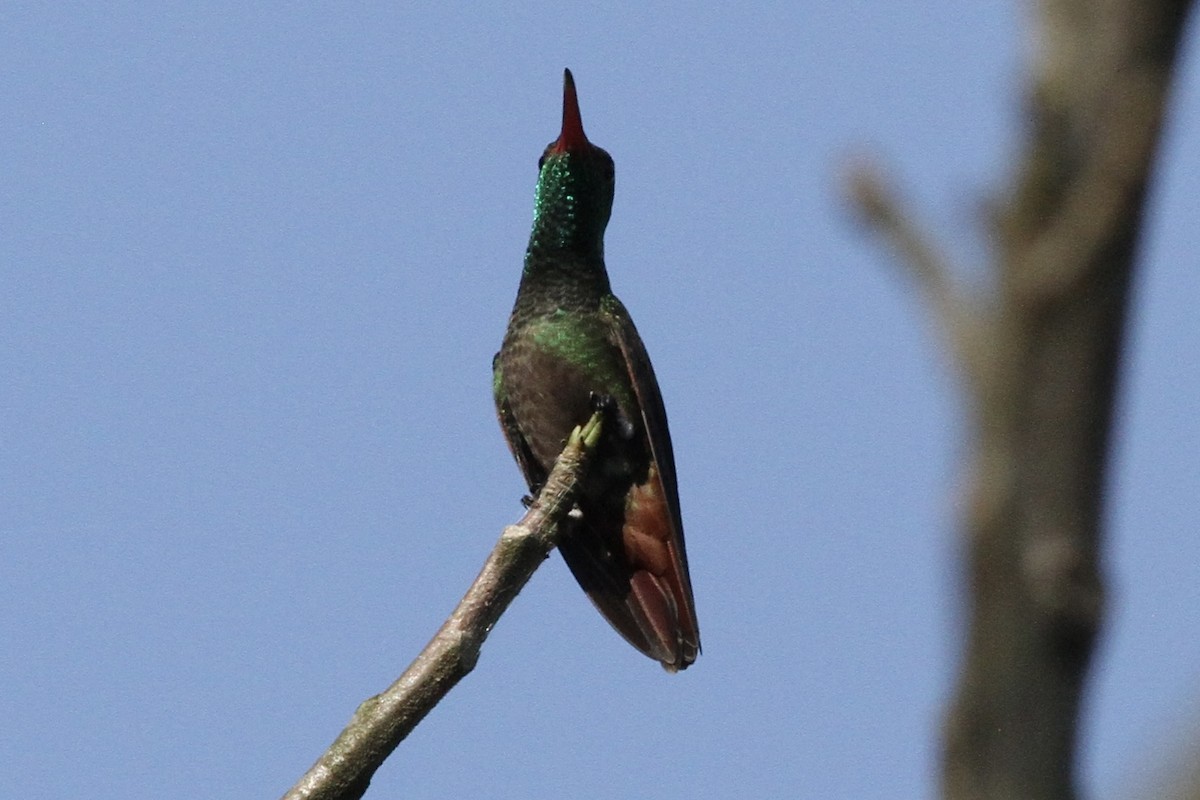 Rufous-tailed Hummingbird - ML616491603