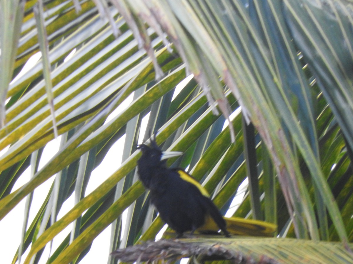Yellow-winged Cacique - ML616491660