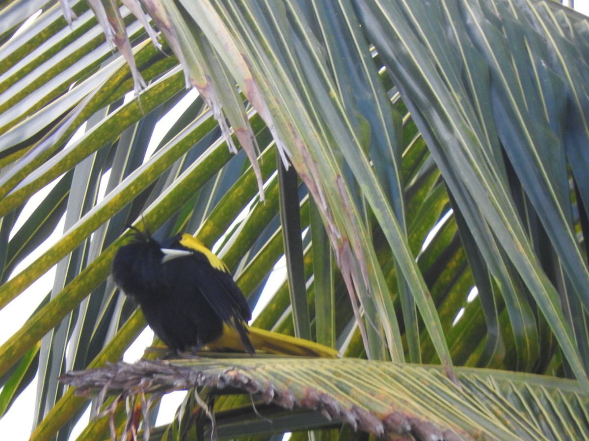 Yellow-winged Cacique - Luis  Morales