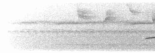 Поплітник плямистий - ML616491666